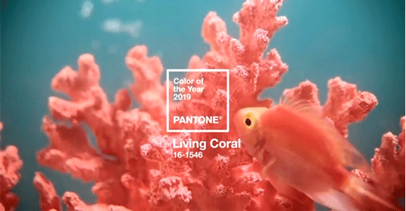 2019年度色来袭，珊瑚橘即将刷爆朋友圈！